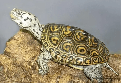 漂亮的钻纹龟的特点和饲养方法