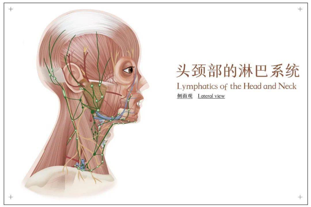 面部淋巴管分布图图片