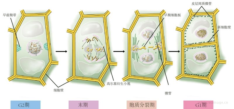 备课素材:细胞分裂高清美图(中文版)