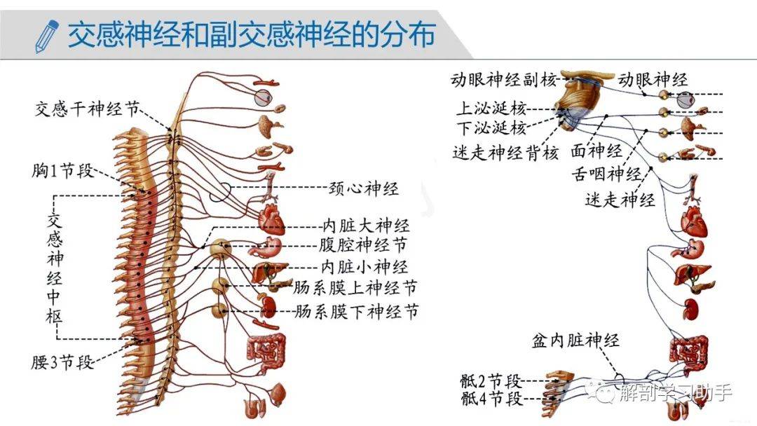 器官内小神经图片