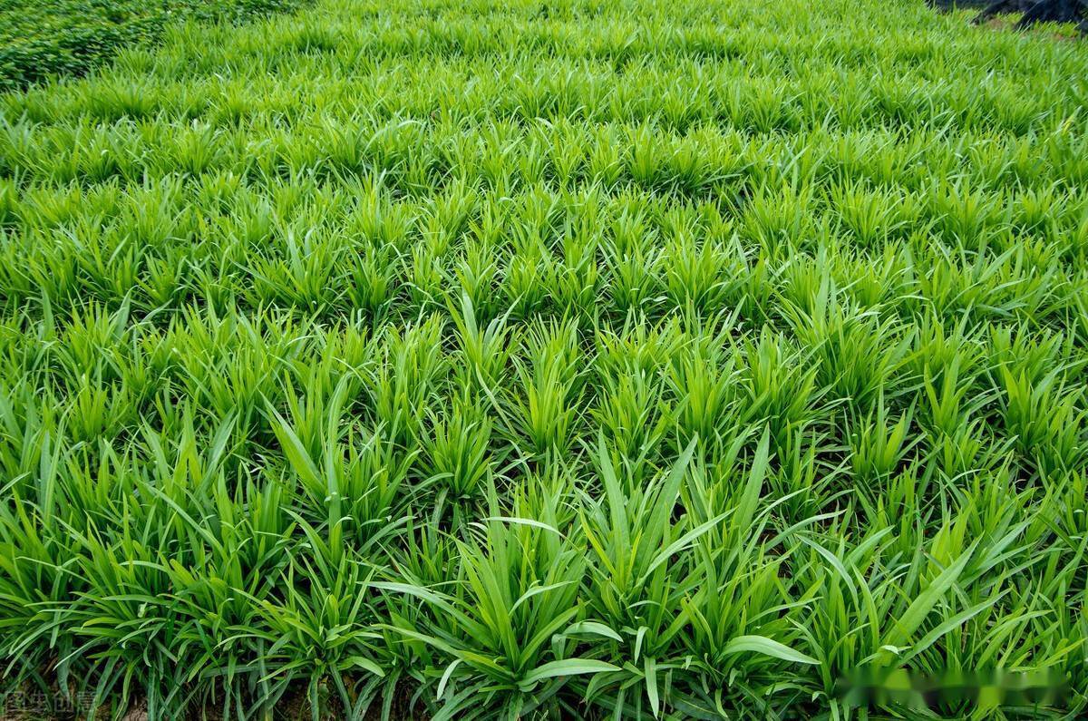 韭菜高清壁纸图片