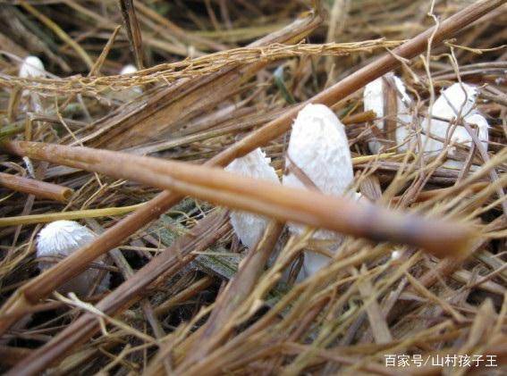 稻草堆里长出的蘑菇,个头虽小,但炖汤好吃极了,有钱还买不到_杆菌
