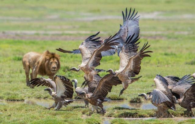 秃鹫为何要恪守顺序最后进食因为它们知道和狮子抢食的下场