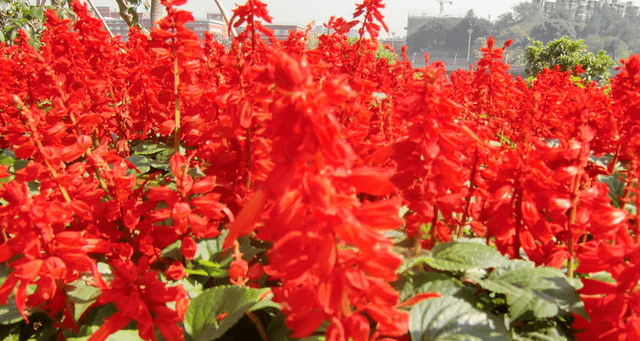 适合夏天种的花的种子 开花 茉莉 时候 适合夏天种的花的种子 开花 茉莉 时候