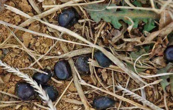 那么,羊粪对土壤及作物作用如何呢?