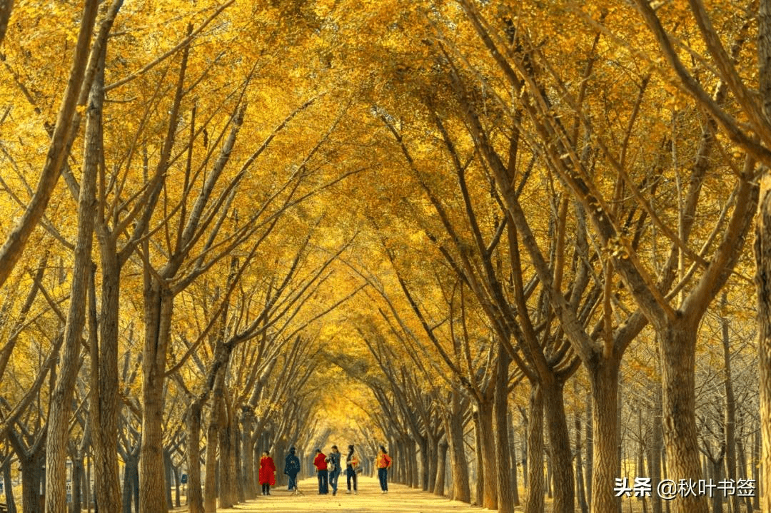 大美邳州|孙伟摄影作品欣赏_中国_苏北_全国