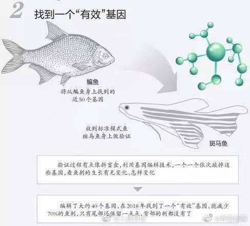 调控|无刺鱼有望成现实！华中农大团队找到控制鱼刺基因