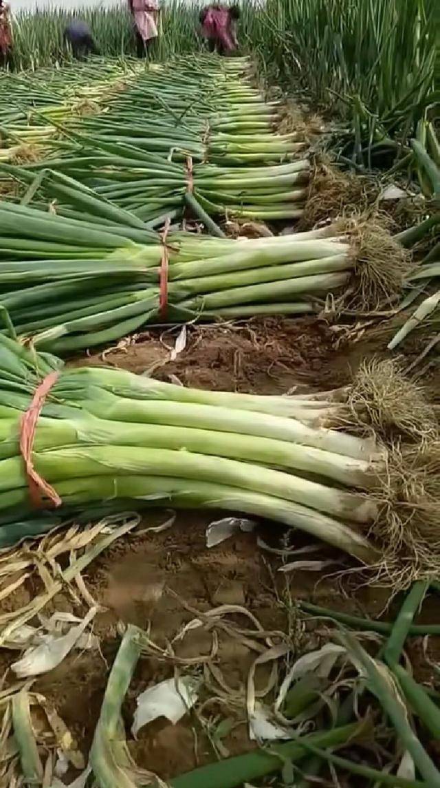 作为北方的消费者来说,储存大葱,是为了避免冬天雨雪天气,无法外出,以