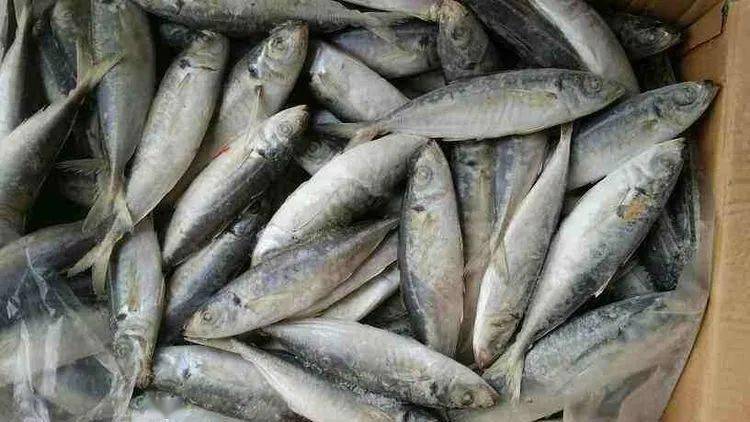 舌尖上的文昌海南文昌美食系列之六灯光鱼