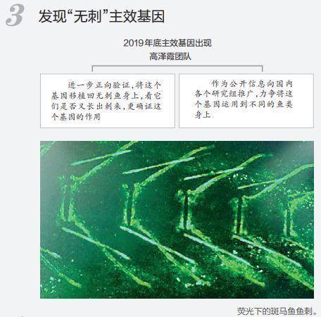 消息|重大突破！以后吃鱼或无需挑刺，吃货们坐不住了