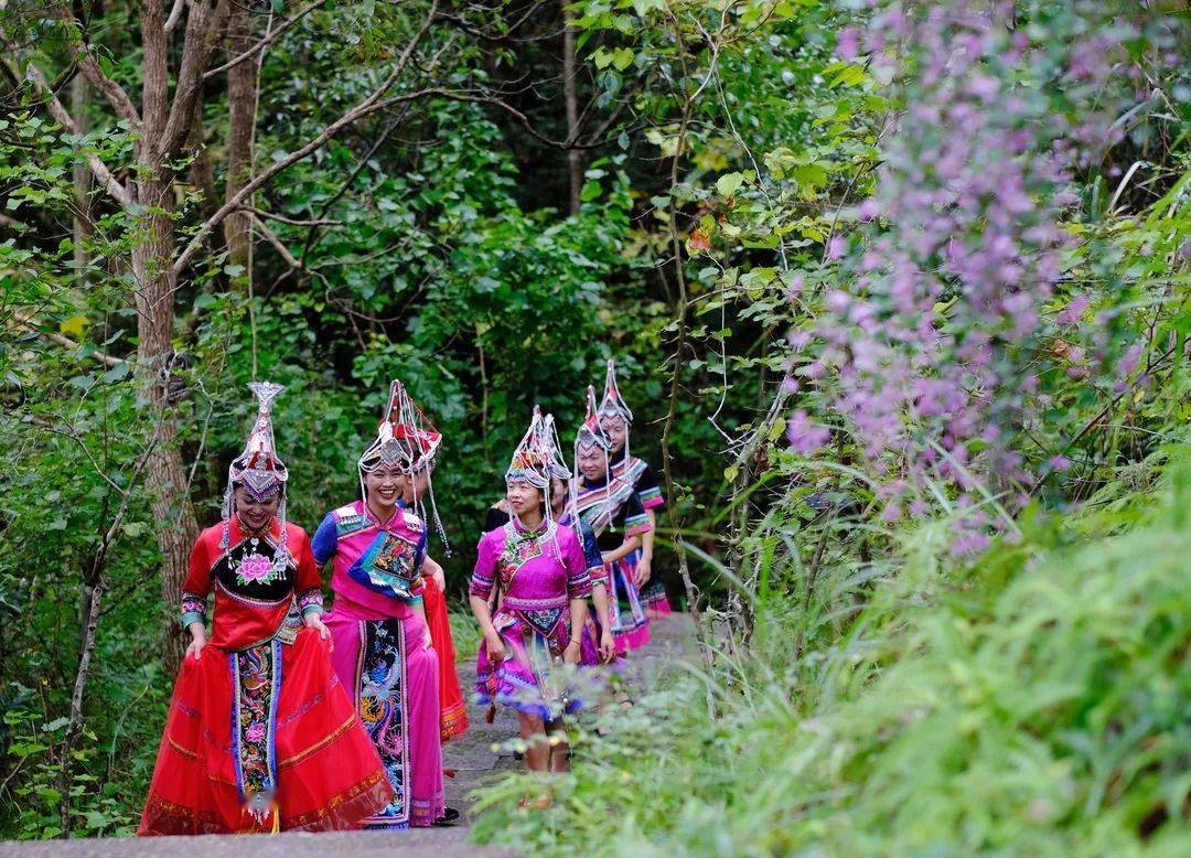 "畲族凤凰"在东西岩舞翩翩,千年畲乡与万年丹霞的邂逅