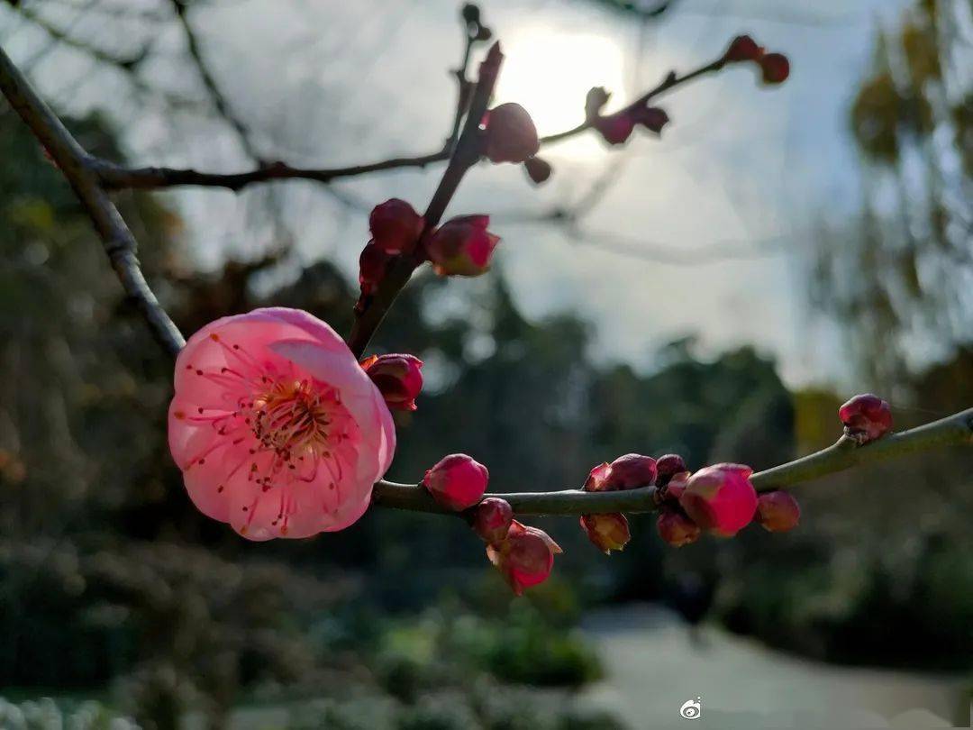 图片|暗香扑鼻！成都这些地方腊梅已经开啦！