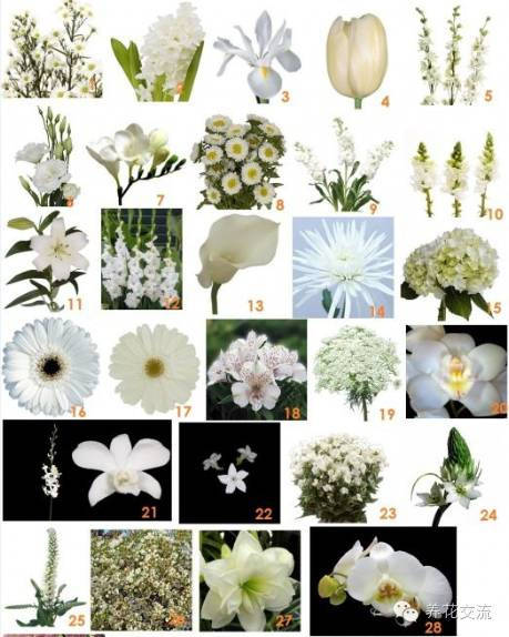 13种纯洁的白色花卉 你能够想到哪些花卉呢 开花 花瓣 时候