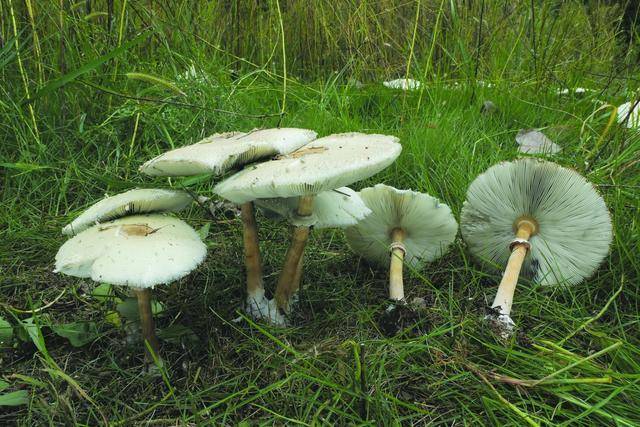 家住省城报业园小区的王女士发现,小区草坪里长出了很多的白色蘑菇