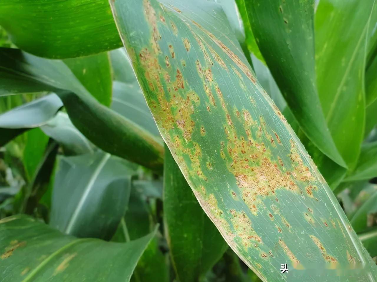 小麦条锈病提前发生上茬玉米锈病严重下茬小麦影响大吗