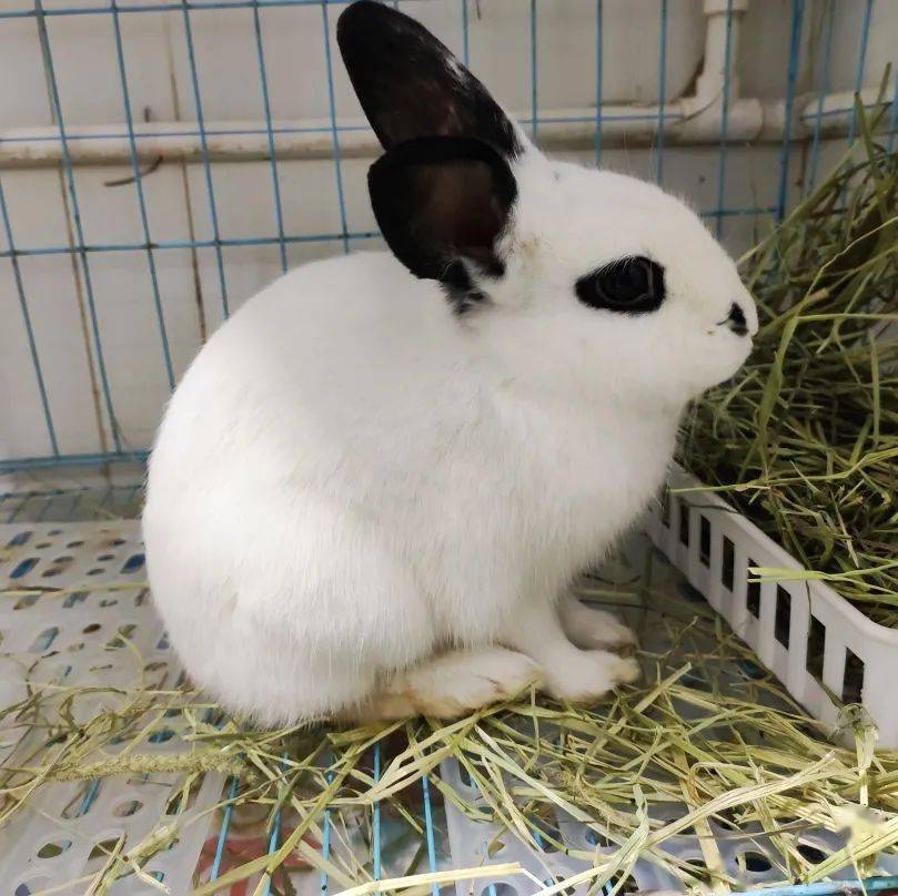 给它们一个家线上宠物领养日兔兔专场20211225