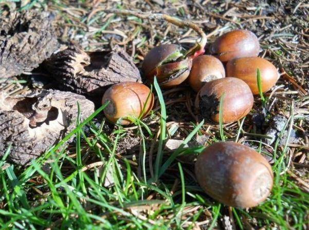 山里人称它"苦栗子",曾烂一地没人要,动物不食,如今卖70一斤_农村