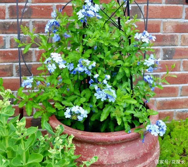 冬至后 室内盆栽蓝雪花 满足这4个条件就能赏花了 呼呼开不停 开花 自然环境 植物