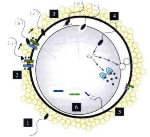 1精子穿透卵母細胞外層卵丘細胞複合物精卵受精包括以下6個步驟:1.