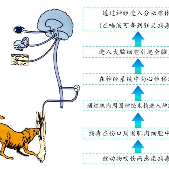 "致病性形态结构:狂犬病毒外形呈弹状(60~400nm×60~85nm),一端纯圆