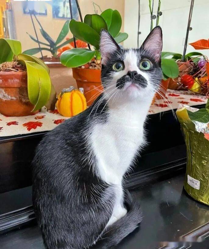 猫咪天生长了对像人的"胡子",网笑:真不是画的?