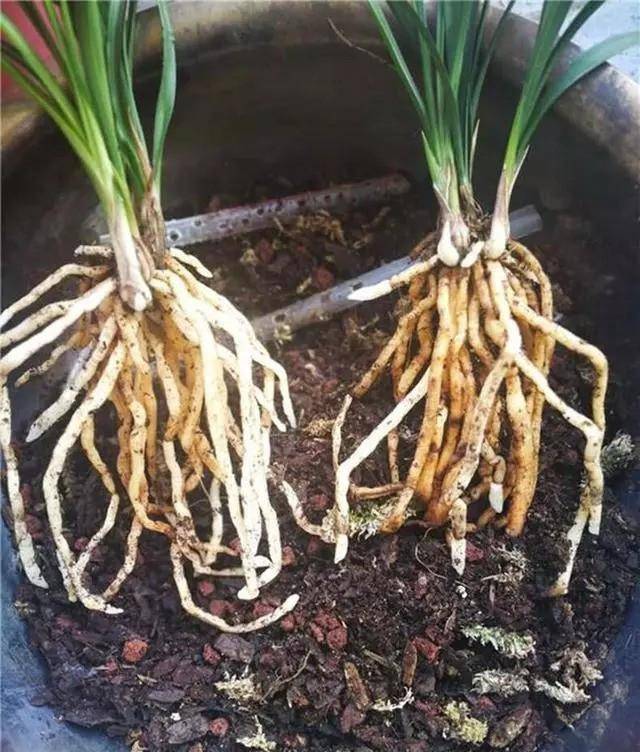 兰花换盆做好4大事项养根尤为重要不伤元气越长越旺