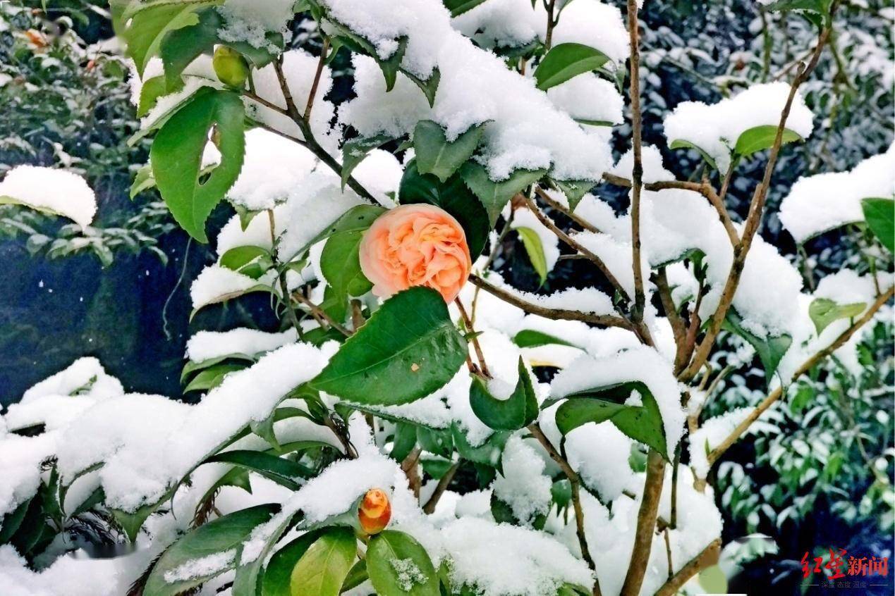 成都|不是头皮雪！成都邛崃天台山迎来入冬第一场雪，一夜进入童话世界