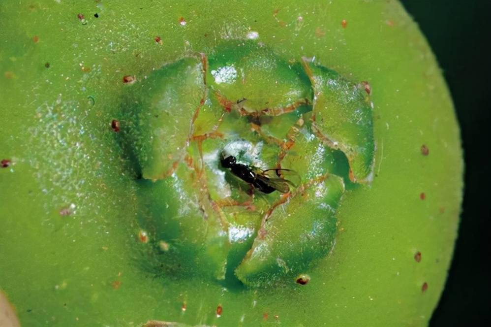 榕树与榕小蜂的亲密缘分他们的协作关系持续了千万年