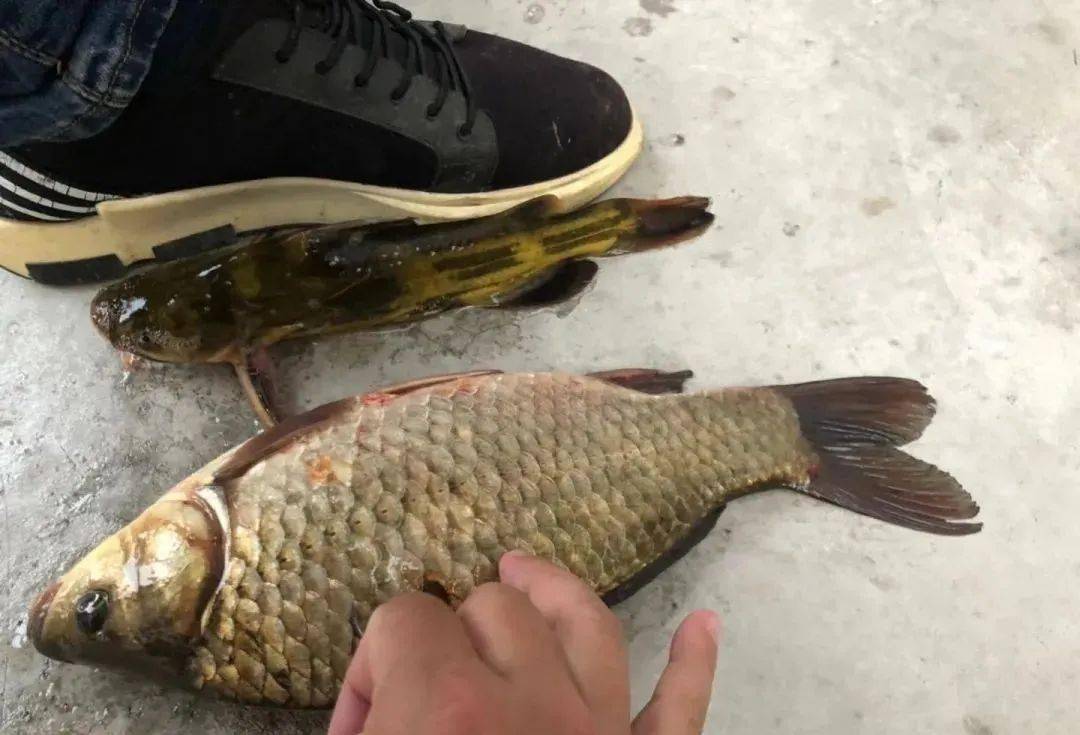 梭边鱼是什么样子 4ec065e89cd4460a9723f28405226952.jpeg