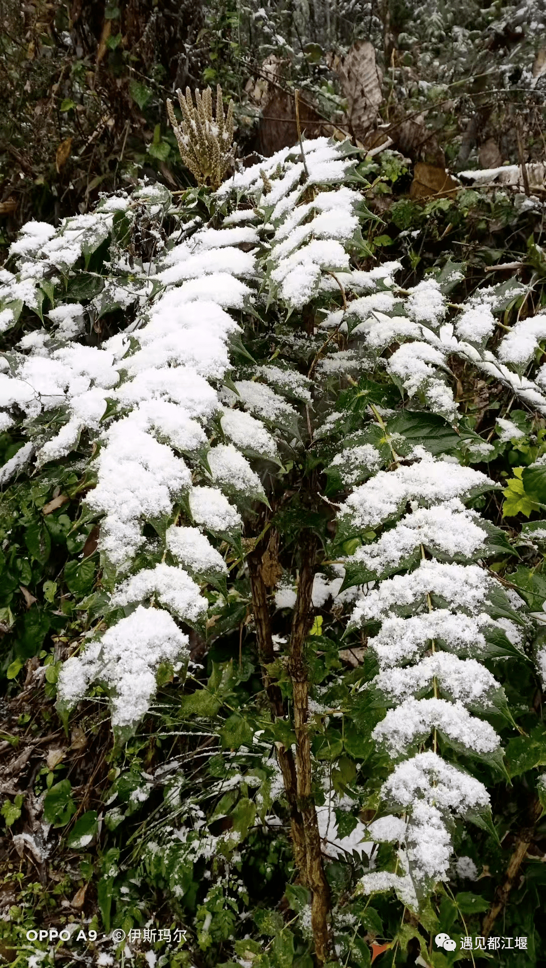 雪景|不负众望！都江堰下雪啦！最美雪景在这里~