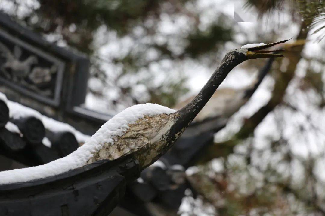 洛阳|初冬，我在南翔等一场雪