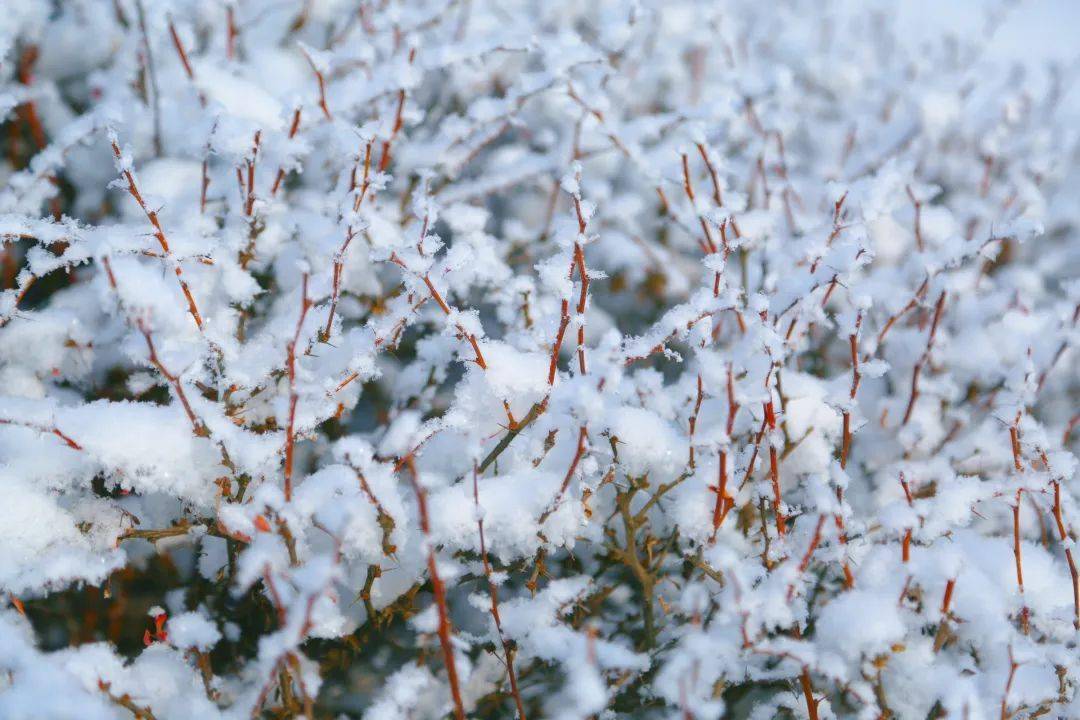 绝美！这波金昌雪景大片请查收~