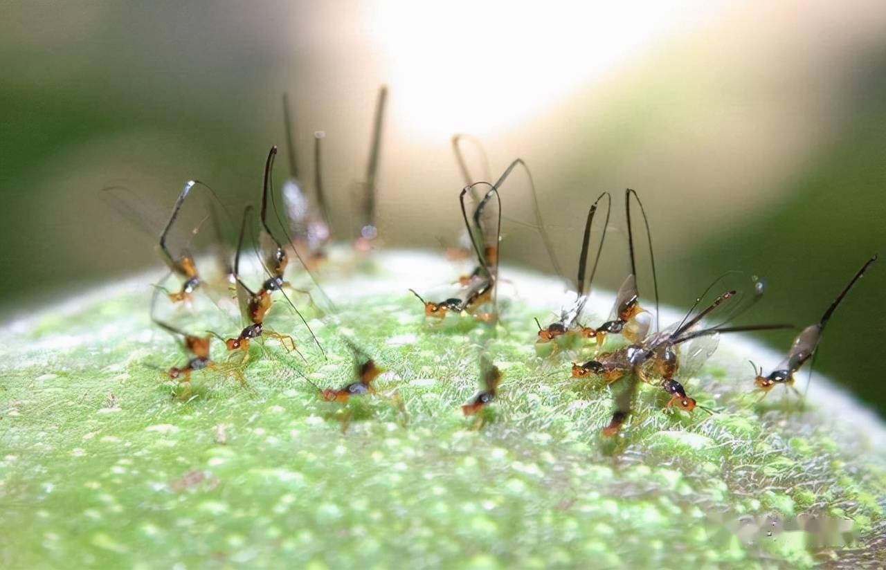 榕树与榕小蜂的亲密缘分他们的协作关系持续了千万年