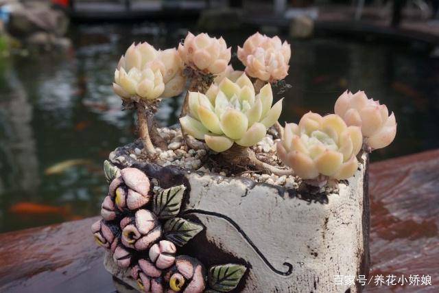 多肉植物多久浇水一次合适 aeb7ebe58f4c461bb0c81bf5b3773d54.jpeg