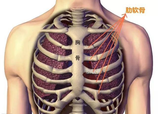 為什麼整形醫生都偏愛人體軟肋骨軟肋骨與整形的那些事上