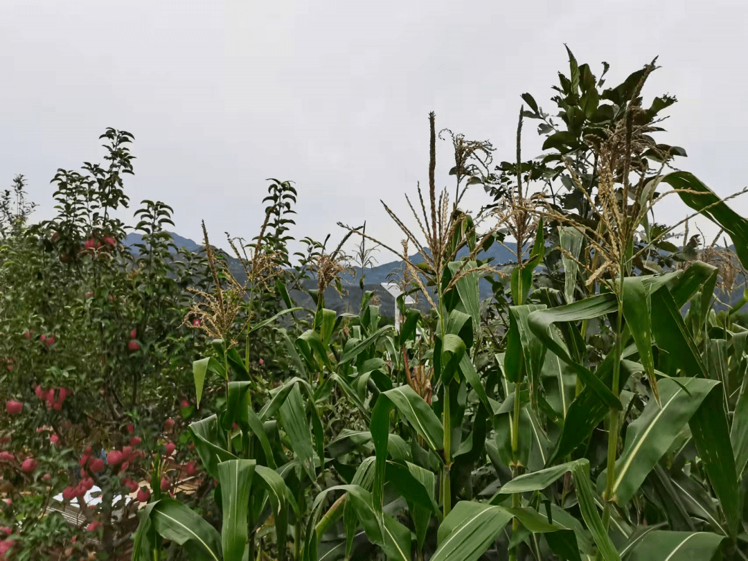 黄土|记忆中的柴家沟