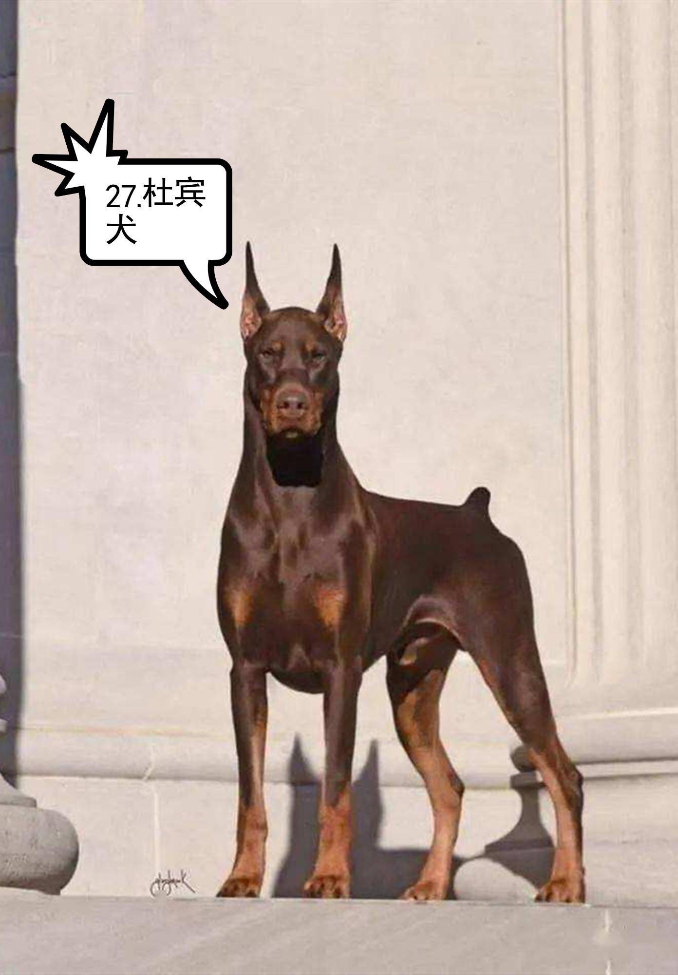烈性犬大型犬名录图片