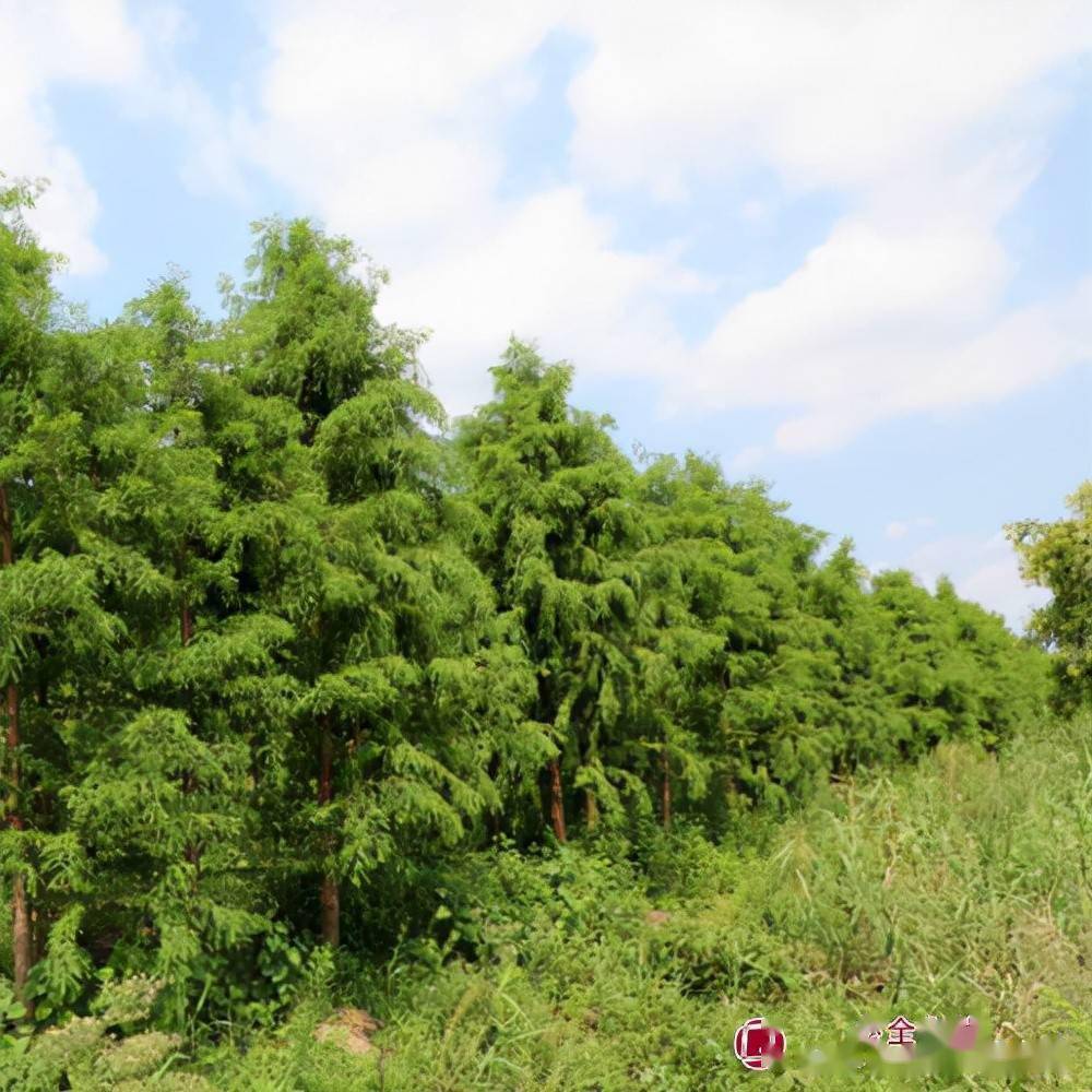 这个耐盐碱耐水湿能抗风适应性广的树种将持续俏销