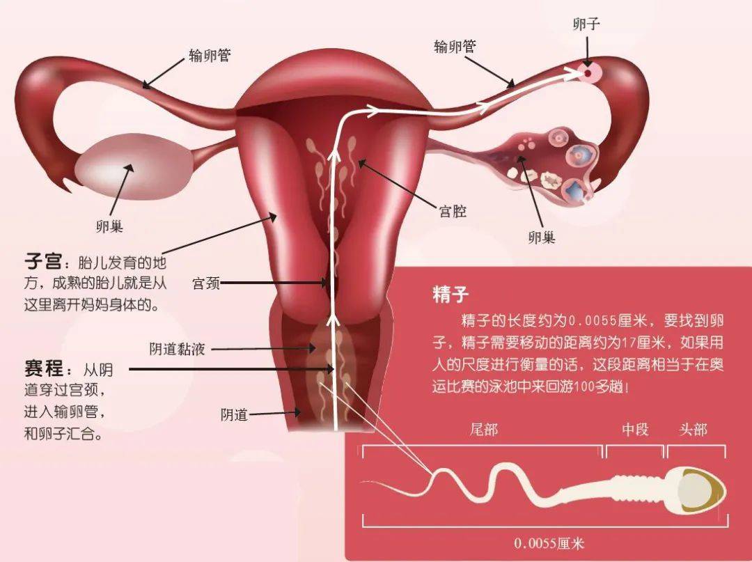 生命诞生过程中的第一场比赛是游泳