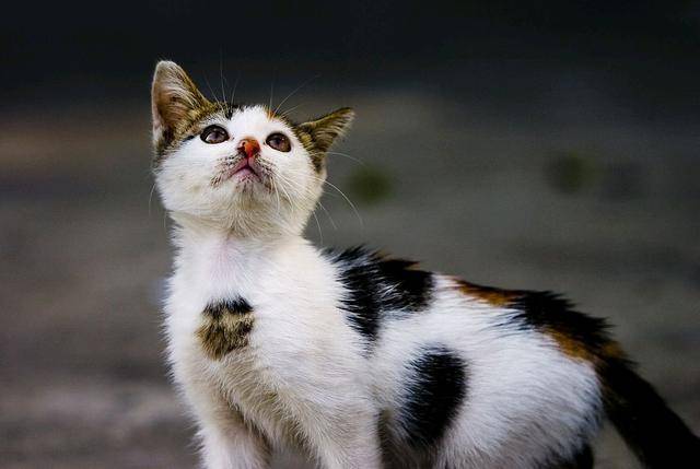 各个年龄段的猫咪 29c7a70bf8994cb6b1983170b62ec92d.jpeg