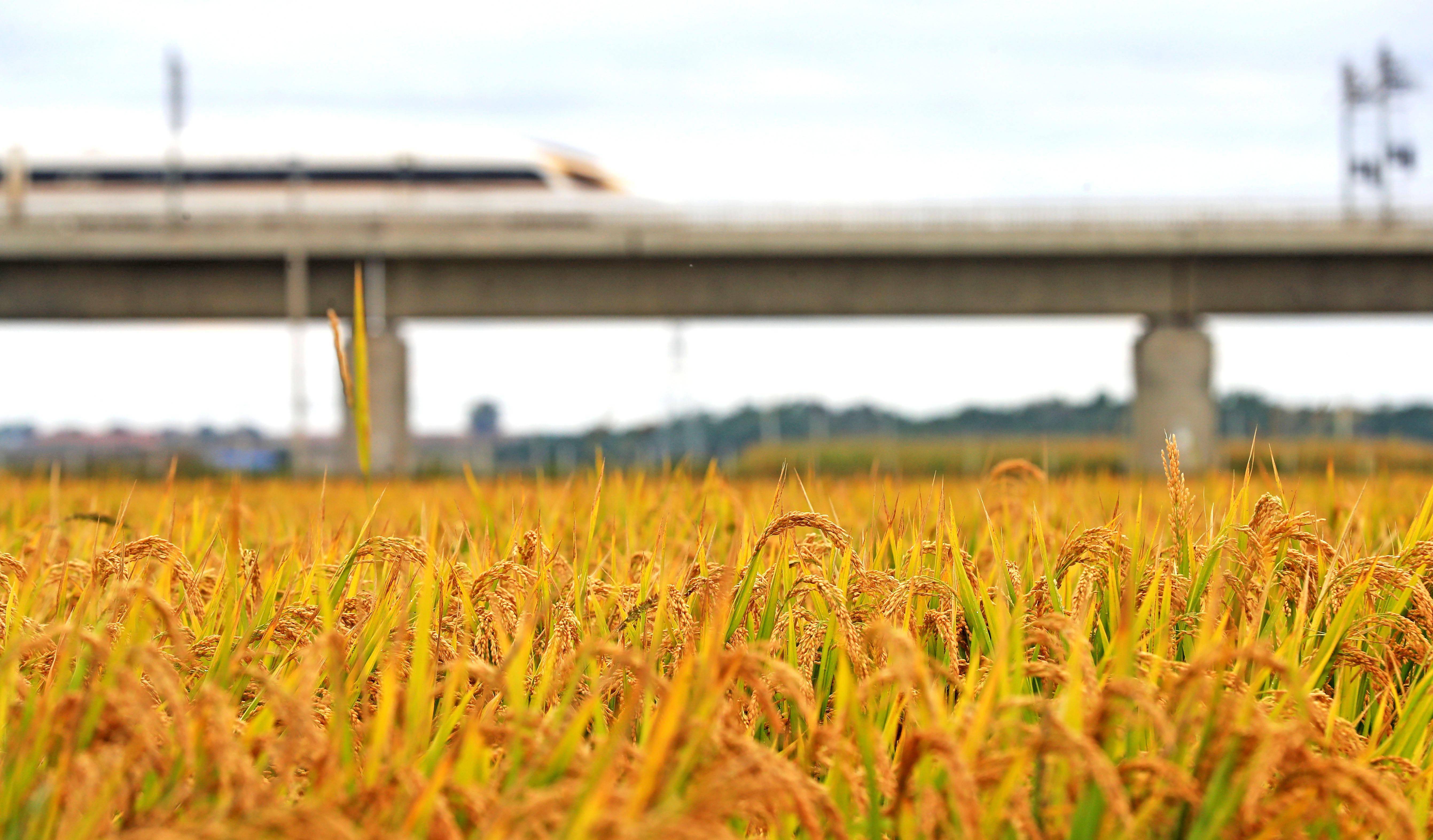 稳住农业基本盘 做好"三农"工作——从中央农村工作会议看2022年"三农