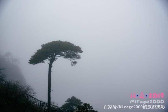 奇松 看天然水墨画就来这座山 松树 玉女 石头