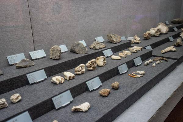 巫山人化石图片