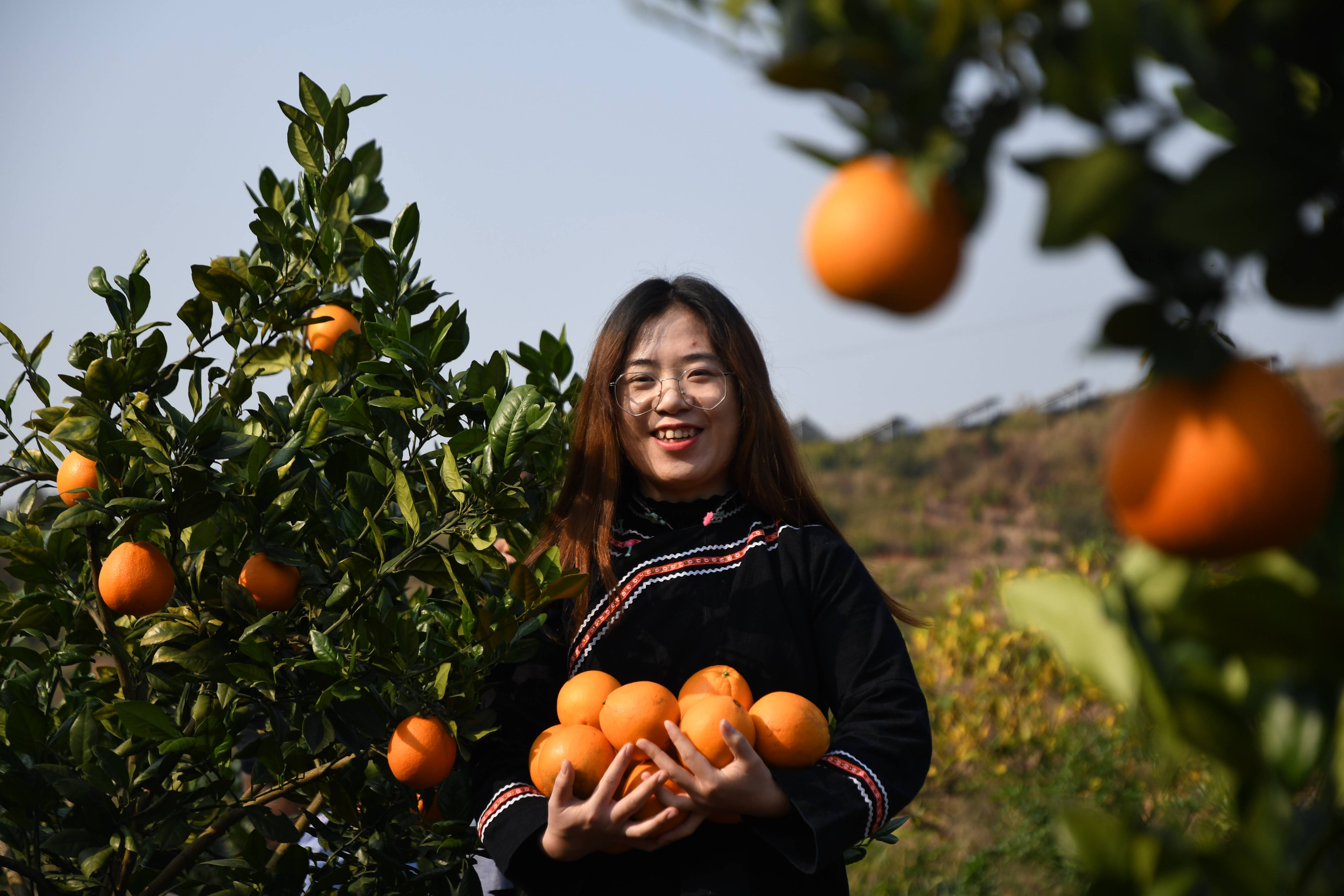 阳光罗甸 前"橙"似锦_脐橙_种植_果园