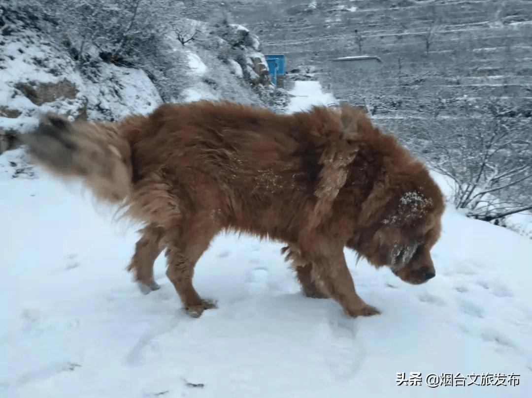 雪花|雪花里的海阳！最美赏雪点位来了！