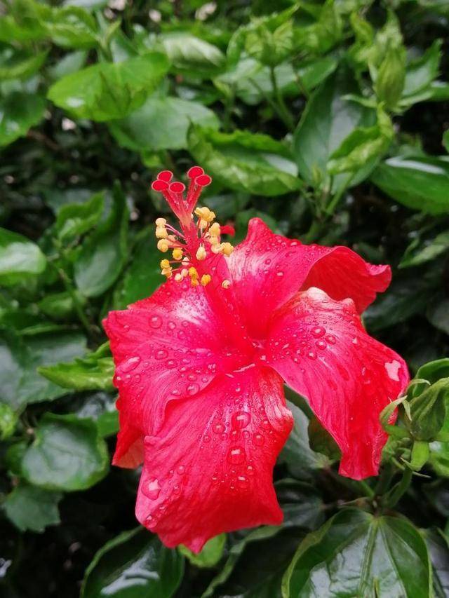 槿艳繁花满树红,开在路边的南宁市花朱瑾花,一样赏心悦目