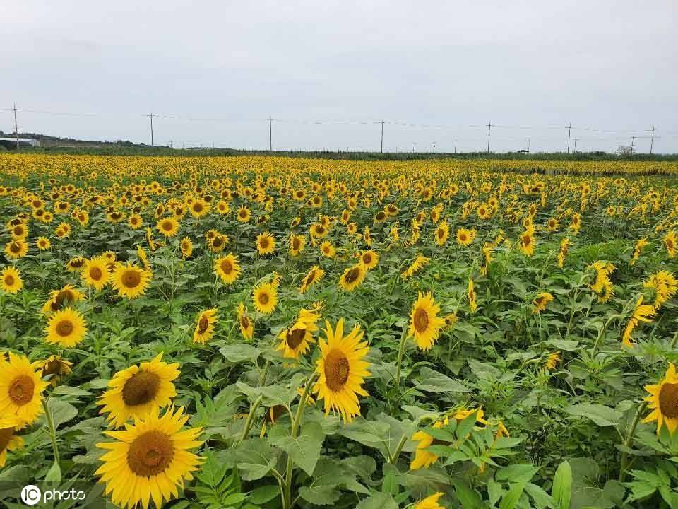 韩国全罗南道向日葵盛放02吸引游人观赏拍照