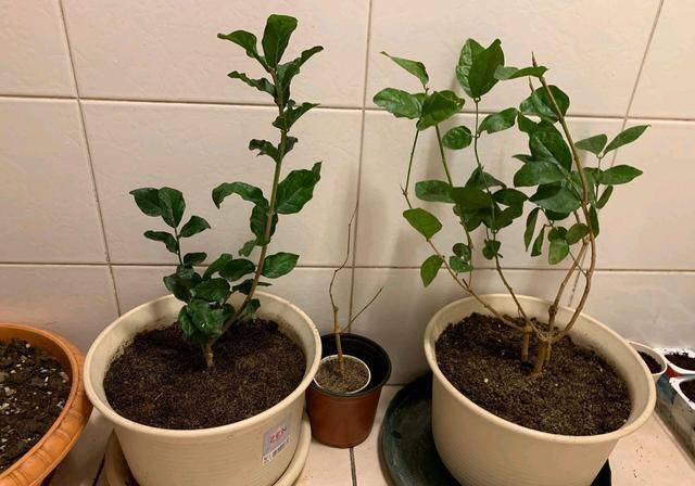 买回来的两棵茉莉花苗直接洗根上盆 发现叶片有些枯萎还有救吗 网友 盆栽 建议