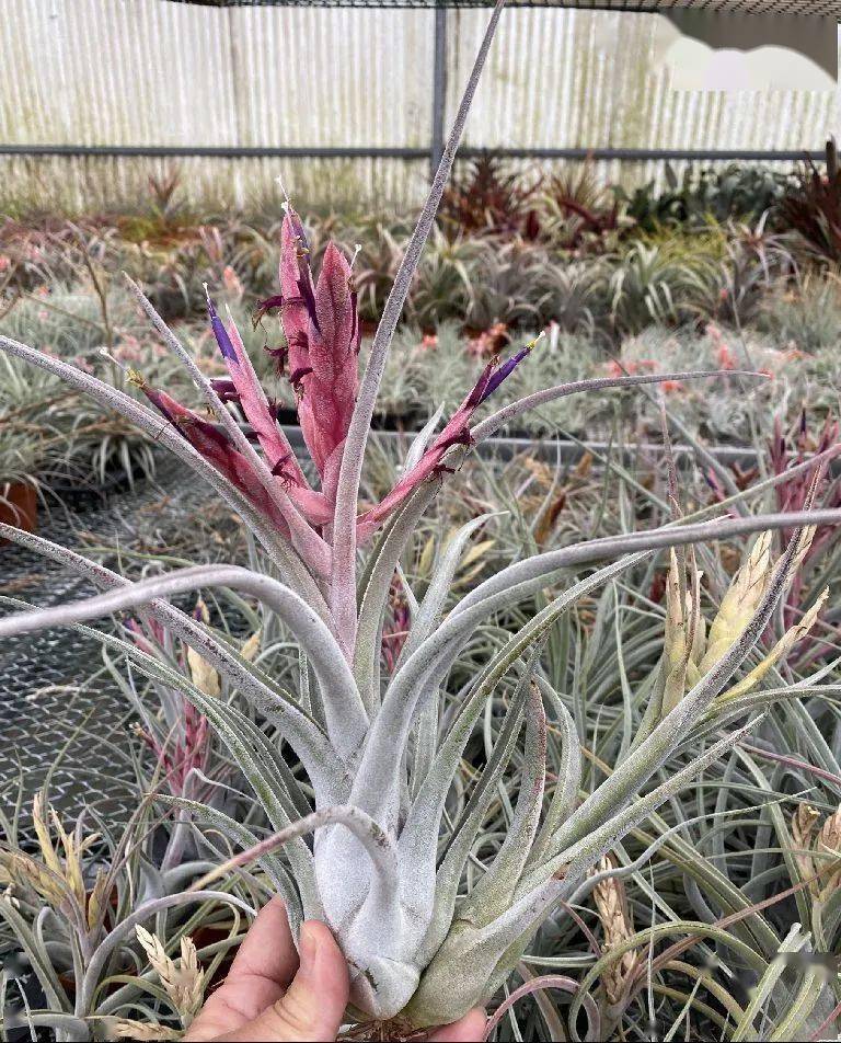 空气凤梨新品——tillandsia queen's charm 魅力女王_美杜莎