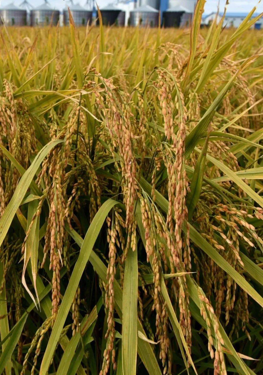 八五六被授予"黑龙江省寒地水稻文化之乡"称号_稻米_北大荒_发展